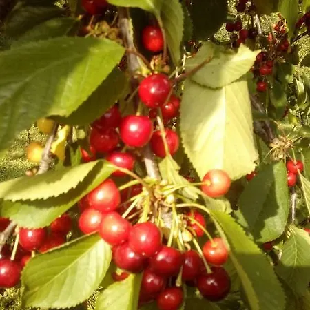 Garni Mimosa Gasthuis
